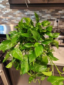 6"Large Pothos Hanging Basket Plant