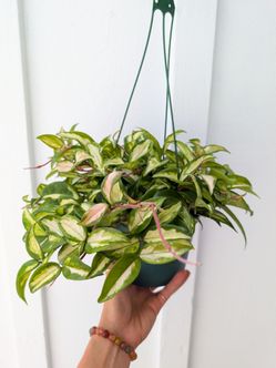 Hoya Carnosa Variegated Krimson Princess Plant 6" Pot - Indoor House Plants