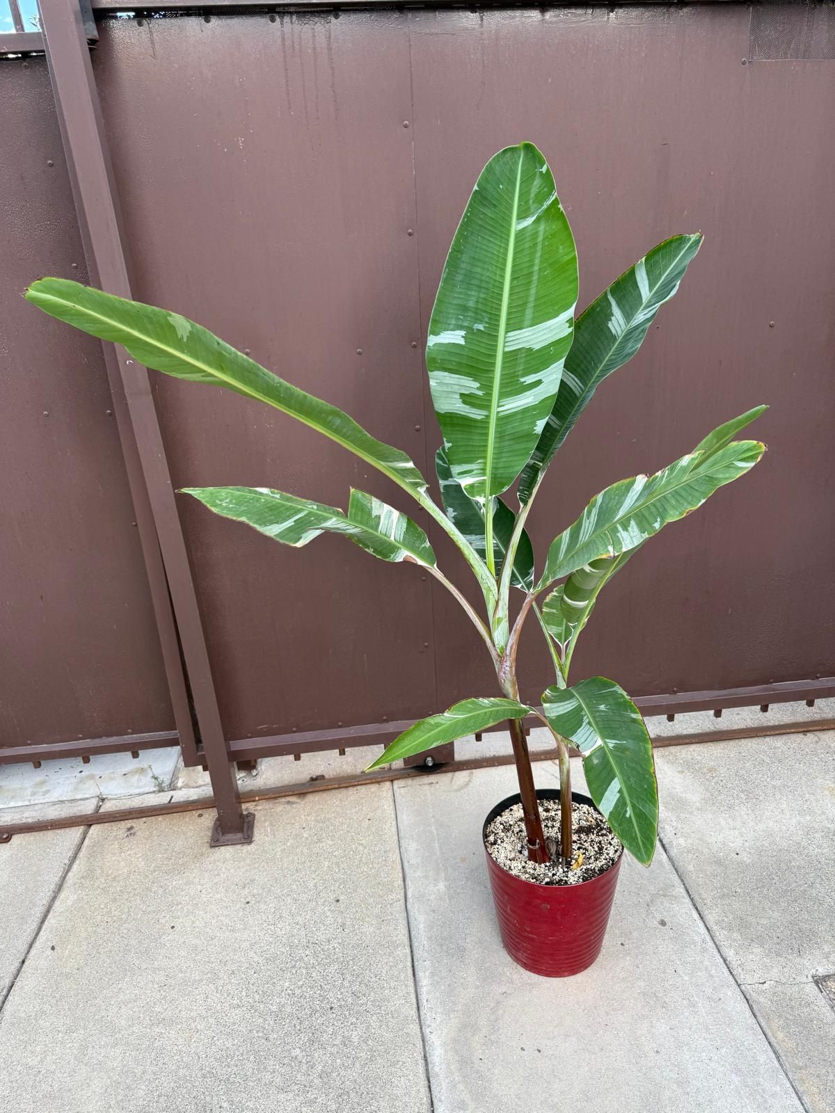 variegated banana tree with 2 plants 