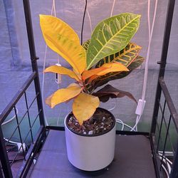 Croton (Euphorbiaceae)