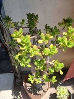 JADE   PLANT