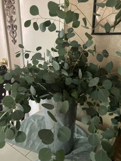 Fresh Eucalyptus For Wedding Or Party