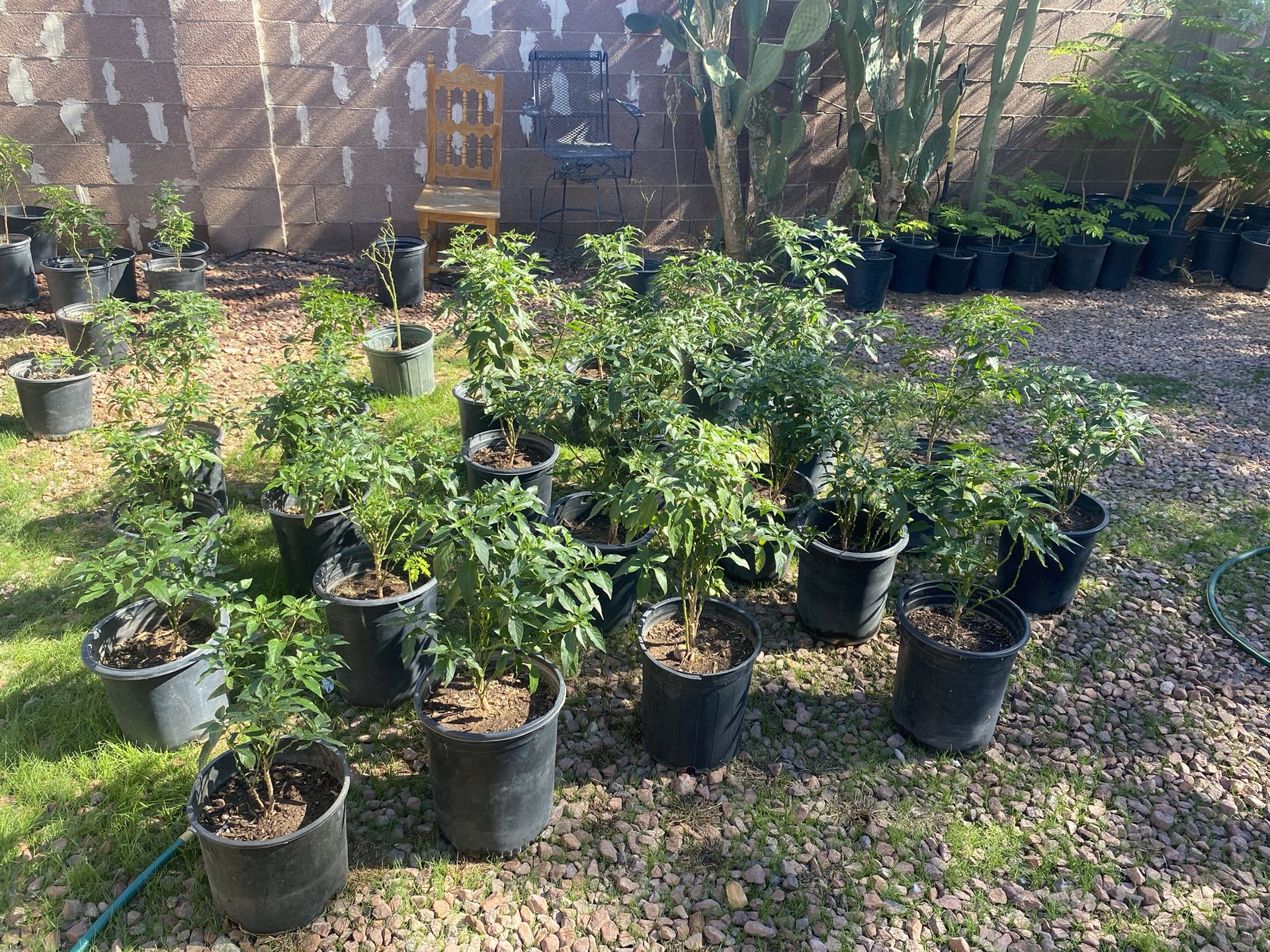 Chiltepin Pepper Plant