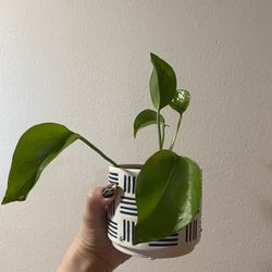 Golden Pothos – Easy Care Starter Plant in Decorative Pot