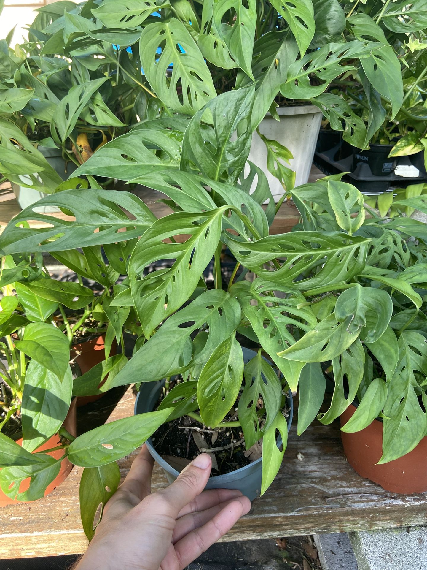 Monstera Adansonii Plants, 6” Diameter Container