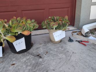 Succulents