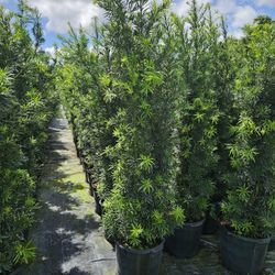 huge Podocarpus  Over 7 to 8 feet tall Instant Privacy Hedge For Fence 