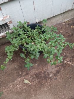 Live Mint Plant in Black Pot yerba buena