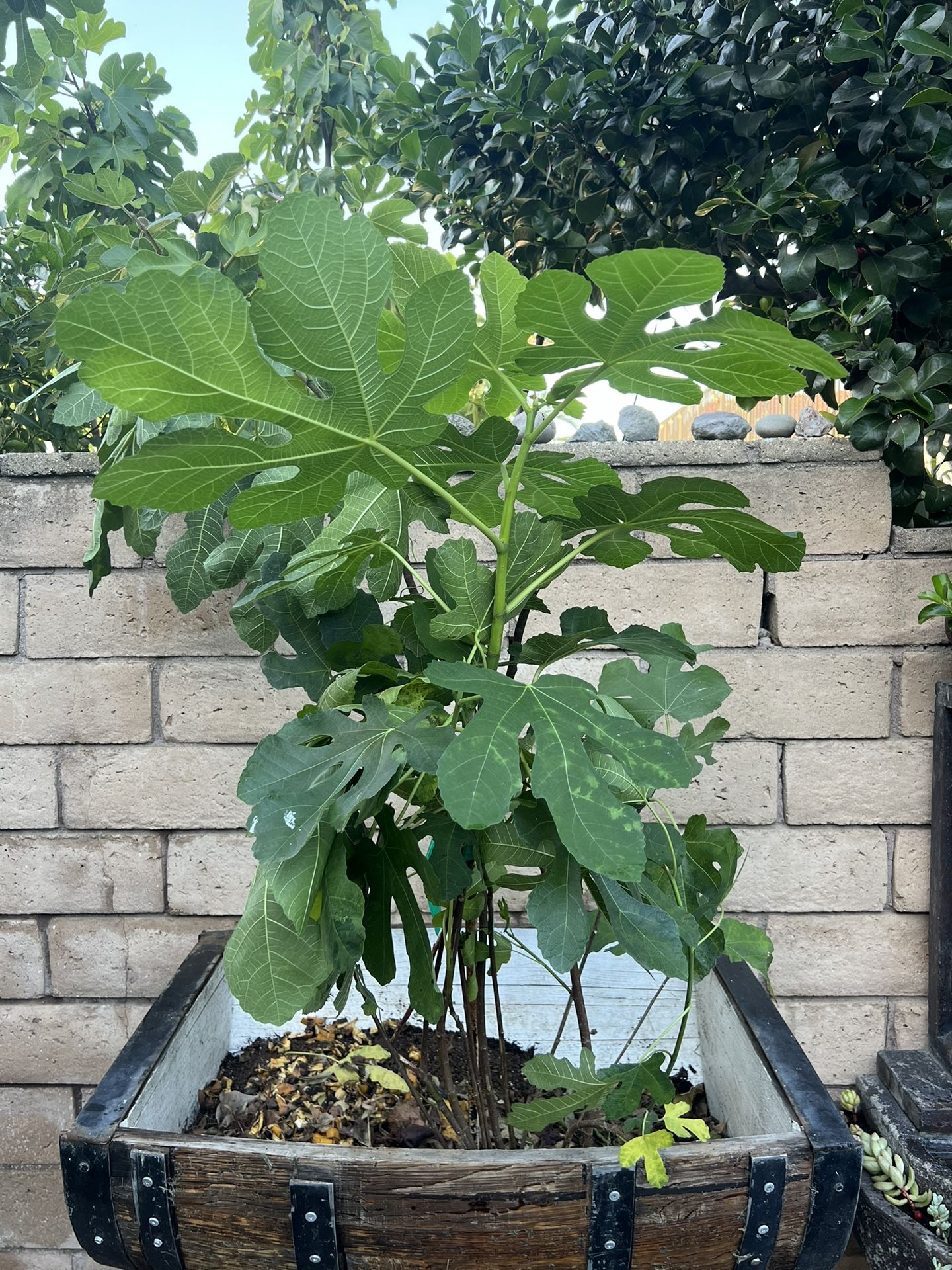 Healthy Fig Tree