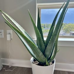Big Aloe Vera plant 24 Inches Tall 