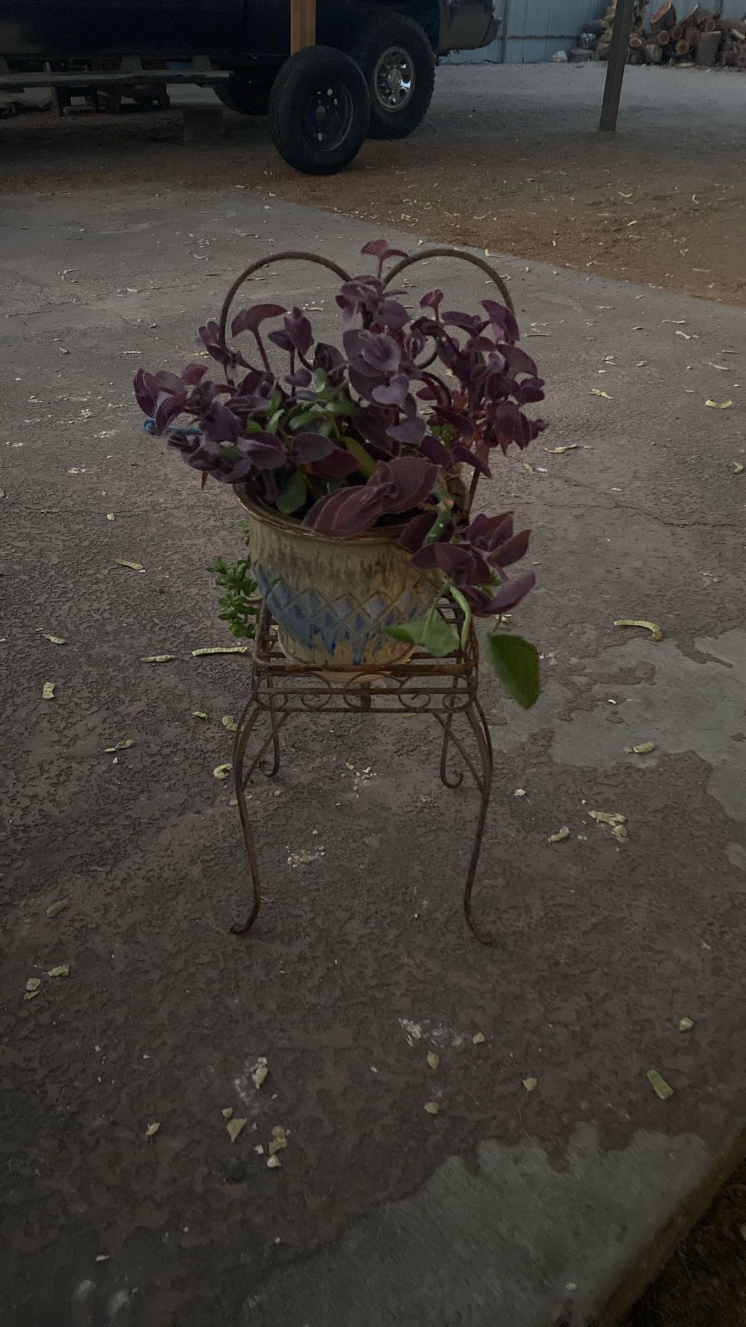 Beautiful Ceramic Pot With Heart Shaped Metal Chair Plant Holder And Established Varied Of Pretty Plants 45$