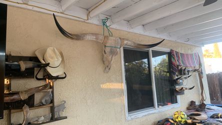 Bull horns Head