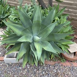 Foxtail Agave And Succulents