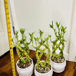 Trellis Lucky Bamboo Live Indoor Plant In Ceramic Pot $10/each