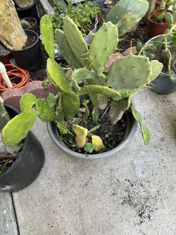 Prickly Pear Cactus 15 Inches Tall