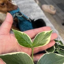 Hoya polyneura variegated