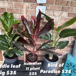 Large, Tropical House Plants
