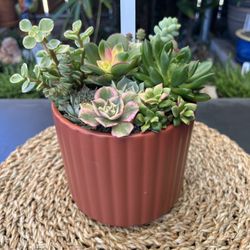 Ginger Spice & Everything Nice!🪴