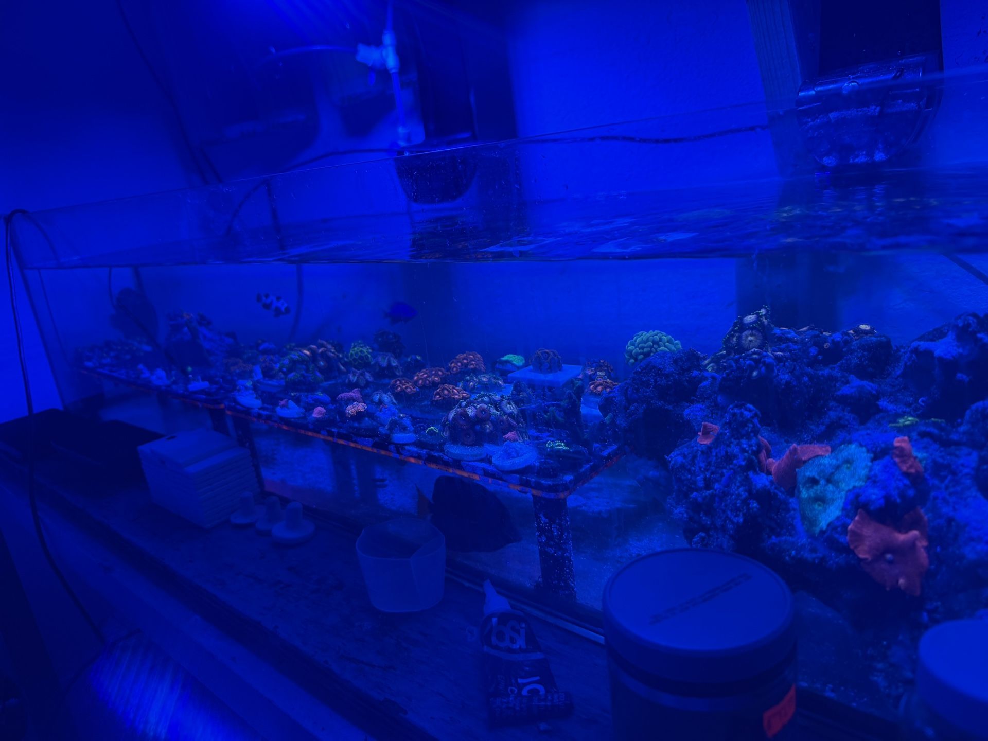 Saltwater Frag Ornaments