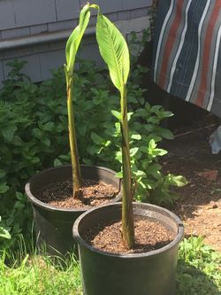 Hardy Banana plants. $40 each. OBO