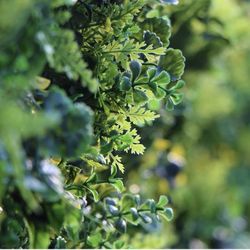 12pc 20x20” green topiary backdrop panels