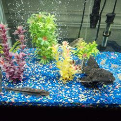 75 Gallon Fish Tank w/decorations