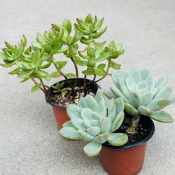 Succulents plants 🪴（2 for $5）