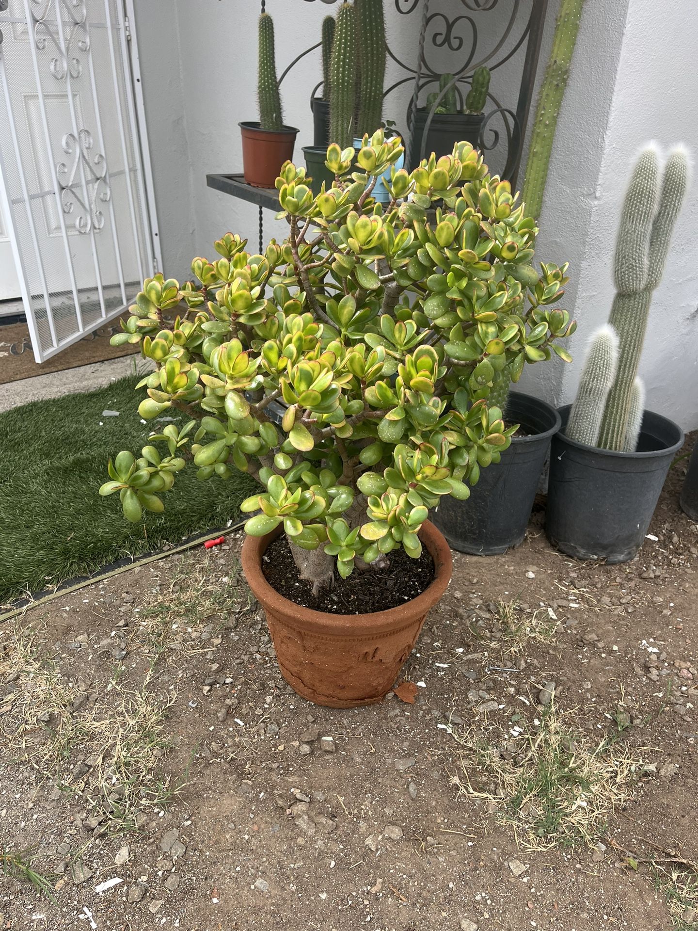 Jade Succulent Plant