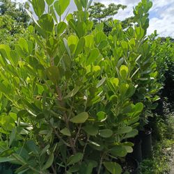 Beautiful Clusia 15gl Privacy Hedge Plants $40