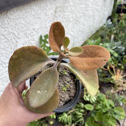 4 Inch Pot Succulent plant - Kalanchoe Orgyalis - Copper Spoons - rooted ready to be planted