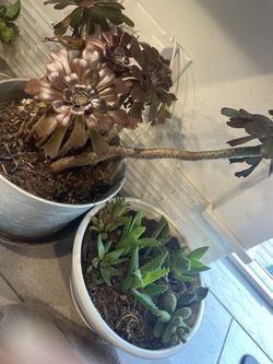 Plants