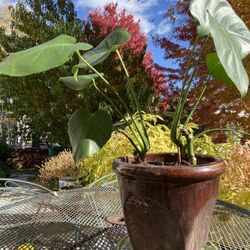Monster Plant