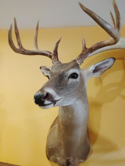 Taxidermy .deer  . Mula.