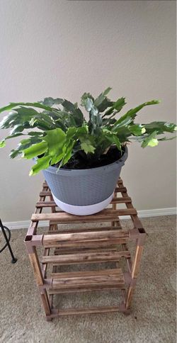 Large Christmas Cactus