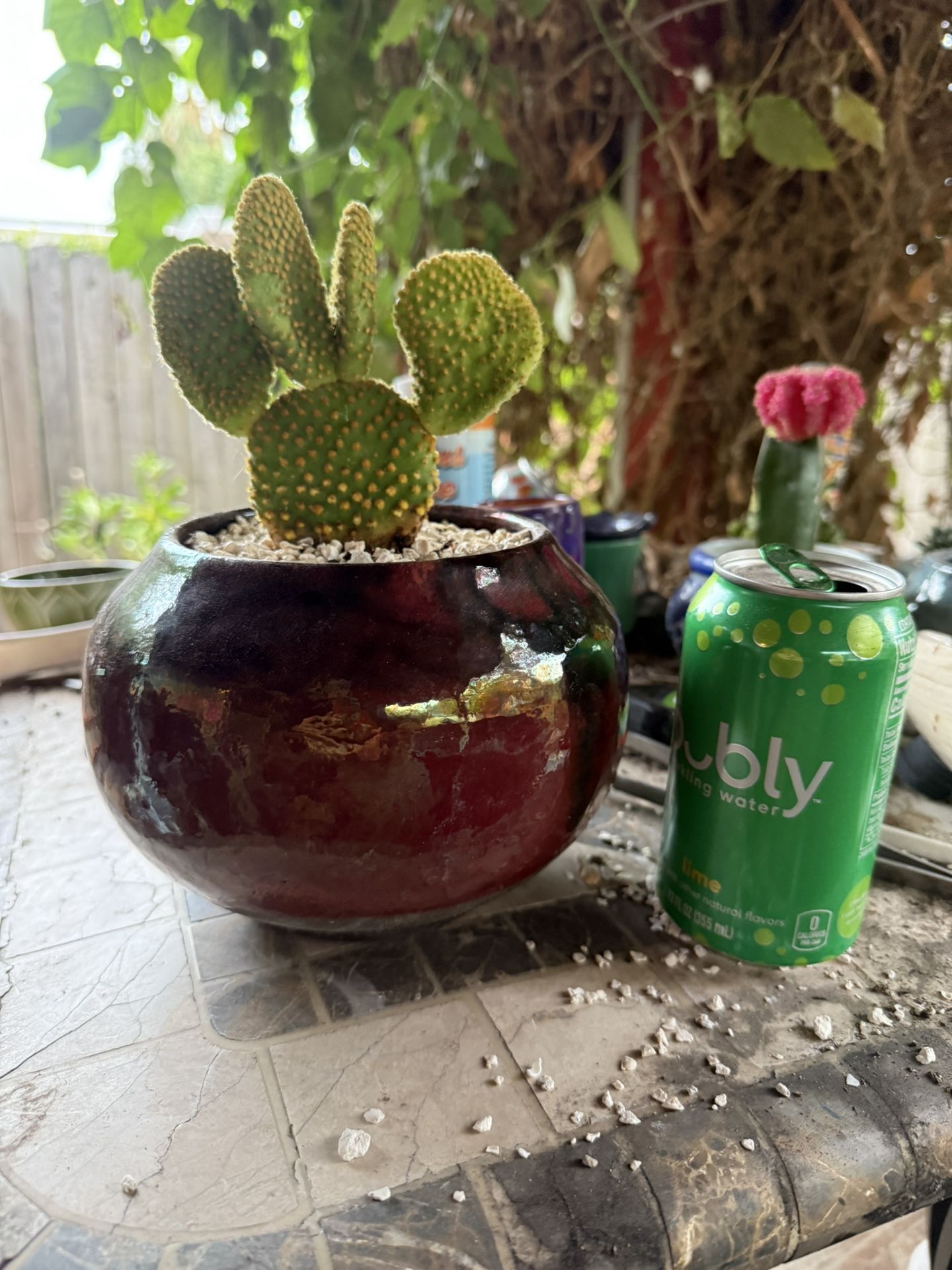 Miniature Cactus