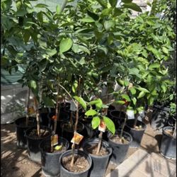 Navel Orange 🍊 Trees 4F From the Ground Up $55 Each Price Firm