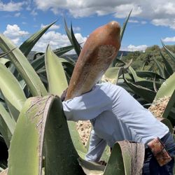 La Bebida De Los Dioses Pulque Y Agua Miel