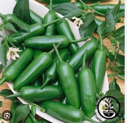 Pepper Seeds - Hot - Jalapeno Gigantia