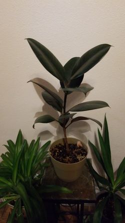 Ficus - the old healer of your home😊