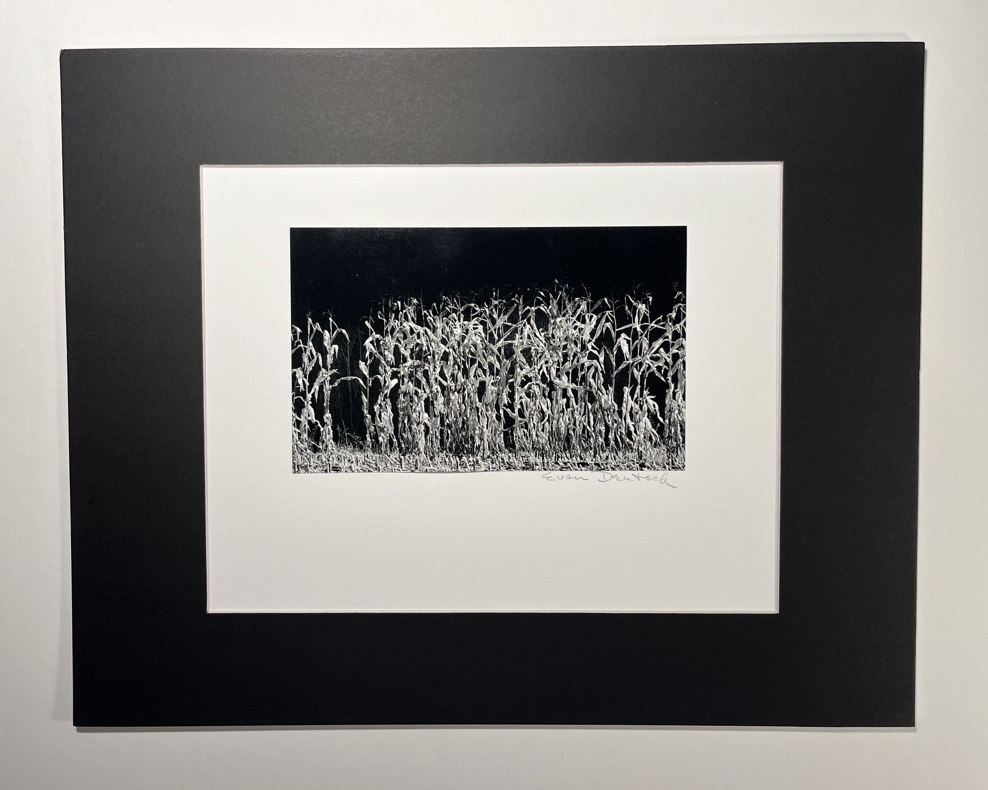 1994 Evan Deutsch Photographer "Corn" Signed Gelatin Photograph