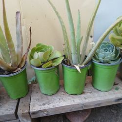 Plants
