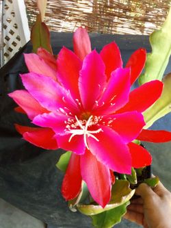 Epiphyllum