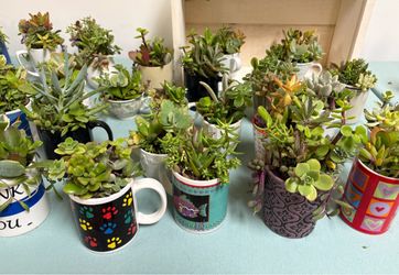 Plants for Sale