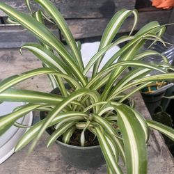 Spider Plants $10 Cada Maceta Con Planta Tengo 3 Disponibles