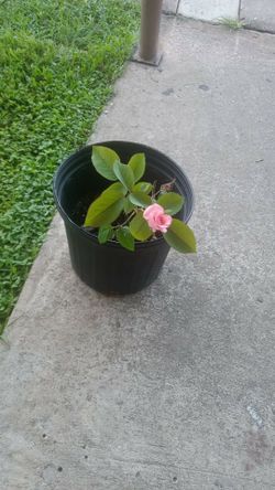 Rosales color pink