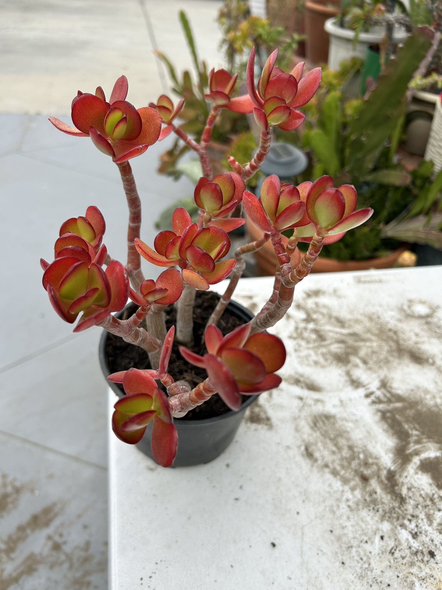 Una Succulents