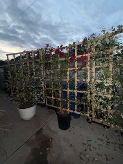 Star Jasmin 15 gallons with Trellis