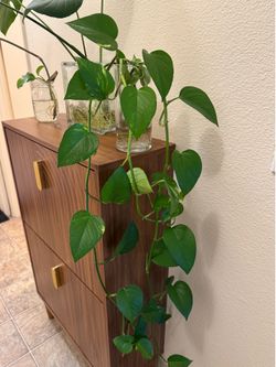 Indoor plant cuttings