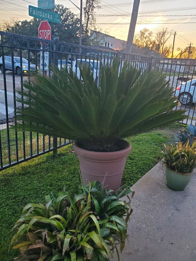 Plant Sale