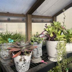 Lots Of Beautiful Succulents 